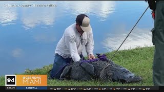 Family of woman killed by an alligator at a Fort Pierce retirement community files lawsuit [upl. by Codding]