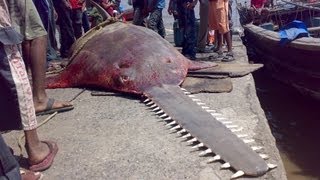 Giant SawfishCaught near Daman [upl. by Alenson295]