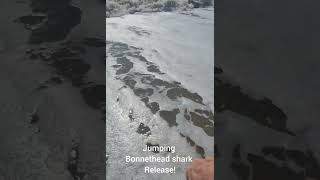 Jumping bonnethead shark happy to be going home Tight lines [upl. by Atik493]