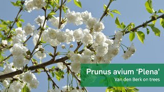 Prunus avium Plena  Van den Berk on Trees [upl. by Albin]