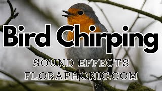 Bird Chirping and Tweet Sound Effects  floraphoniccom [upl. by Hakilam]