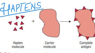 Haptens  Immunology Complete Explanation for all classes [upl. by Martina]