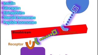 Receptors amp Signal Transduction A Summary Metabolism Made Easy [upl. by Eirbua]