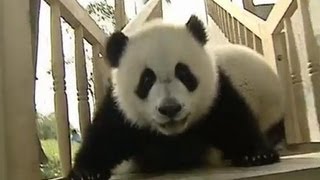 Pandas juegan para evitar tomar su medicamento  BBC Mundo [upl. by Einad320]