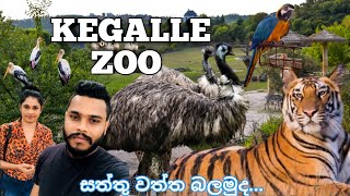 කියන තරම් සත්තු ඉන්නවදපින්නවල සත්තු වත්තkegalle pinnawala zoo [upl. by Ahsirtal998]