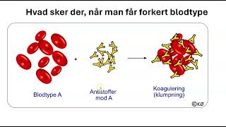 Blodtyper og blodtransfusion [upl. by Ennaeilsel]