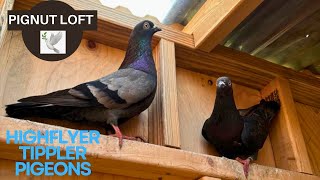 High Flyer Tippler Pigeons  🐖 🌰 🏠 [upl. by Reinert]