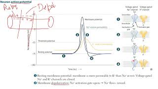 FIRST AID  STEP 1 Neuron Action Potential amp Neuron Receptors [upl. by Rebeh]