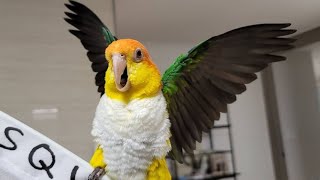 White Bellied Caique Parrot Funny Videos  Parrot Talking  Parrot Videos  Funny Videos [upl. by Inar]