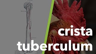 Kas ve İskelet Sistemi Terminolojisi tuberculum crista 5 [upl. by Mychael]