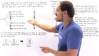 Genes Alleles and Loci on Chromosomes [upl. by Anelaf]