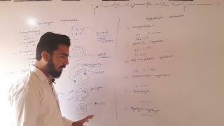 difference between normocytic erythropoises and megalocytic erythropoiesis part 2 [upl. by Silverts]