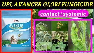 UPL Avancer Glow fungicide  Azoxystrobin 8 mancozeb 667  Avancer glow price dose work result [upl. by Ariaic]