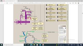 156 Tricarboxylic acid cycle and pyruvate dehydrogenase  concept map [upl. by Dnalkrik13]