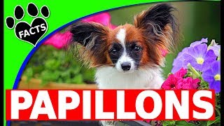 Top 10 Interesting Fun Facts About Papillon Dogs 101 [upl. by Ellierim943]