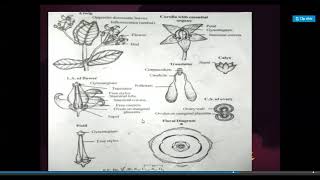 B Sc I Yr II Sem Botany Asclepiadaceae Family [upl. by Zawde]