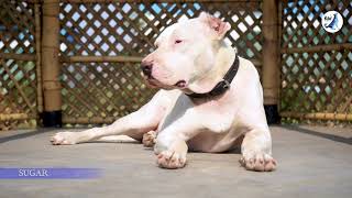 Sugar  Adopt the gentlest Bully Girl in the Townpitbull pitbulldog doglovers adoptapet dog [upl. by Yeltneb926]