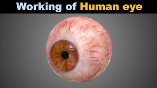 Working Of Human Eye 3D  Function Of Eye physiology Urdu Hindi facts 3d trending [upl. by Sik]