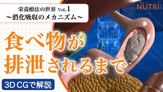 栄養療法の世界Vol1 消化吸収のメカニズム〈3D CG解説〉－食べ物が排泄されるまで－ [upl. by Bergquist]