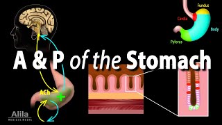 Anatomy and Physiology of the Stomach Animation [upl. by Hinkel]