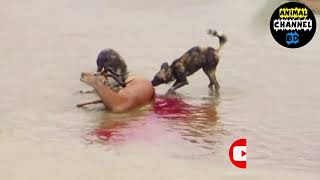 Wild Dogs Kills Impala  Eat Alive In The River  Animal Channel bd [upl. by Ailadi]