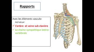 Plexus brachial [upl. by Regen]