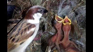 Sparrow feeding their chicks in the nest [upl. by Hna830]