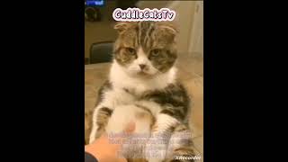 Scottish folds🐈CuddleCatsTvshortshortsshortvideo [upl. by Bates243]