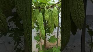 How to Grow Bitter Gourd Plant at Home plants farming shorts [upl. by Cressy]