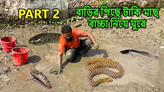 PART 2 আজব ব্যাপার বাড়ির পিছে টাকি মাছ বাচ্চা নিয়ে ঘুরে [upl. by Elleral]