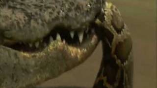 Crocodile vs Python  Croc destroys big python [upl. by Elisa]