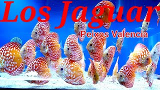 COMPRAR PECES DISCO JAGUAR  Peixos Valencia [upl. by Gillmore995]