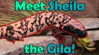 All about Gila Monsters Venomous [upl. by Charmian]