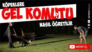 Köpeklere Gel Komutu Nasıl Öğretilir [upl. by Ahseim]