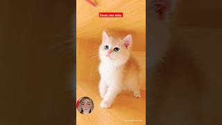 Funny cats baby  cat kucing cute kucinglucu kitten funnycate [upl. by Ramiah221]