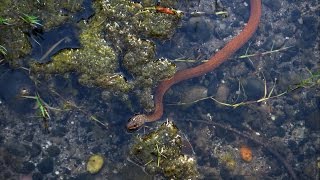 Keelback Snake  Tropidonophis mairii  Carnarvon Gorge [upl. by Dasa497]