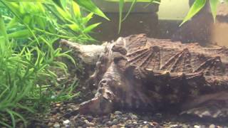 Hypo Alligator Snapping Turtle Unboxing [upl. by Weismann]