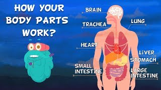 How Do Your Body Parts Work  Non Stop Episodes  The Dr Binocs Show  PEEKABOO KIDZ [upl. by Naoh]