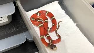 Tpositive Nelsons Milk snakes [upl. by Bodkin]