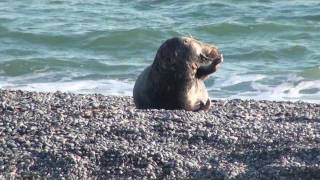 Winterferien auf Helgoland [upl. by Doreg]