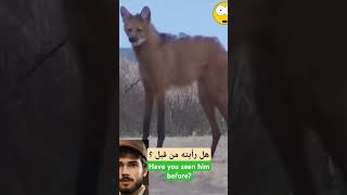 Aguará lobo latino parece a zorro  الذئب ذو العرف النادر wildlife wolf animals الذئب حيوانات [upl. by Eanahs]