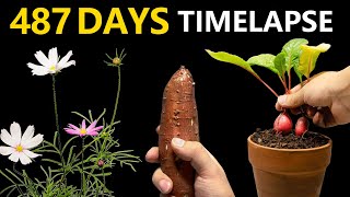 487 Days Plant Timelapses Compilation [upl. by Nidnerb]