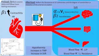 Inotropes and vasopressors Which one to pick  part 1 [upl. by Euk]