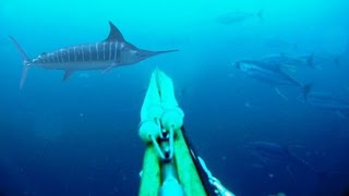 Blue Water Spearfishing Pesca Sub com Diego Santiago [upl. by Onitnatsnoc22]