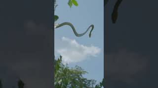 The Incredible Flying Snake 🐍 shorts discovery [upl. by Knighton]