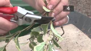 How To use Semiripe Plant Stem Cuttings to Propagate [upl. by Florance]