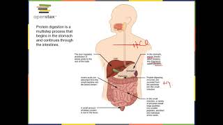 BIOL 1407 Chapter 34 Part 3 Recorded Lecture [upl. by Slinkman]