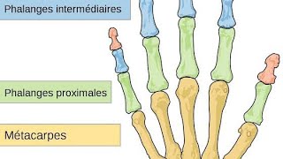 Les os de la main  notre dernier cour dans le chapitre dostéologie [upl. by Lebbie651]
