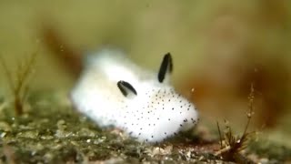 Sea Bunny The CUTEST Ocean Creature 🥹 [upl. by Mundt]