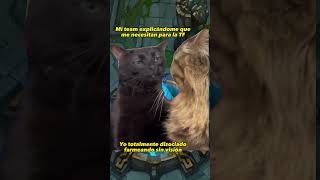 BLACK CAT ZONING OUT MEME en LOL  goINF Esports LLA LeagueOfLegends Gaming Shorts [upl. by Enomed]